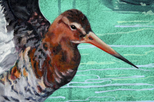 Black-tailed godwit detail