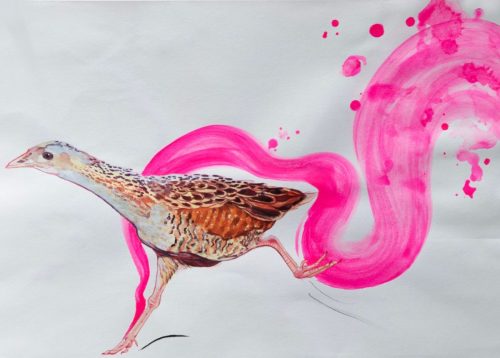 The corncrake does not have a tractor to drive to parliament with